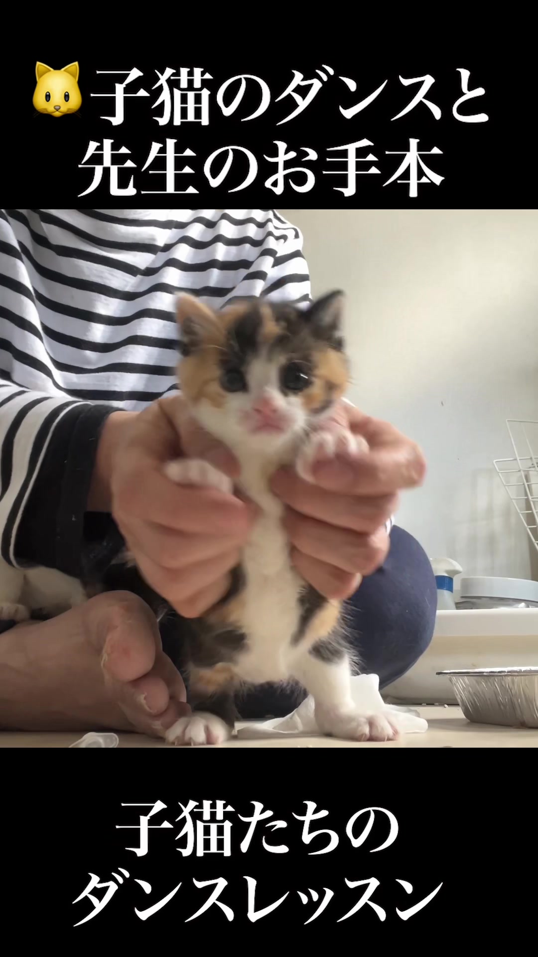 @ねこかます