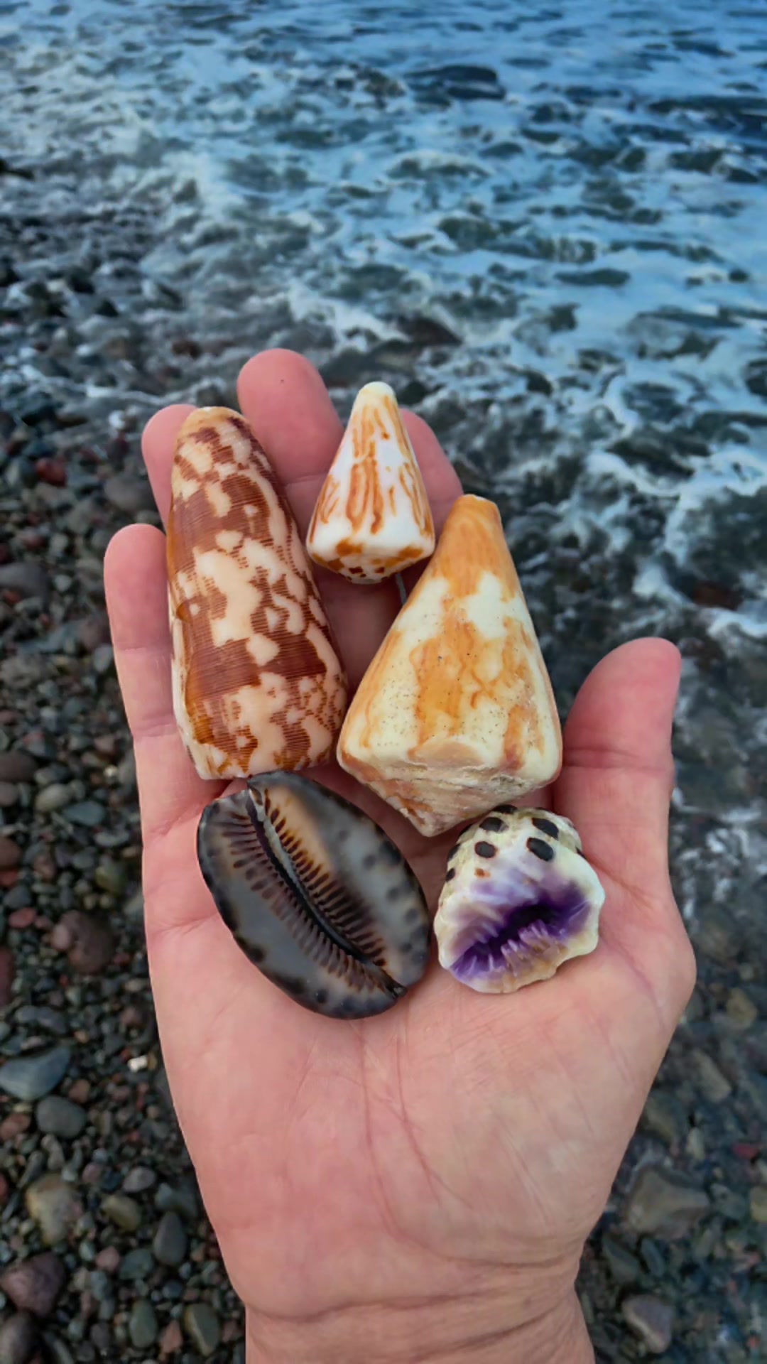 @Noe 🐚 Shells