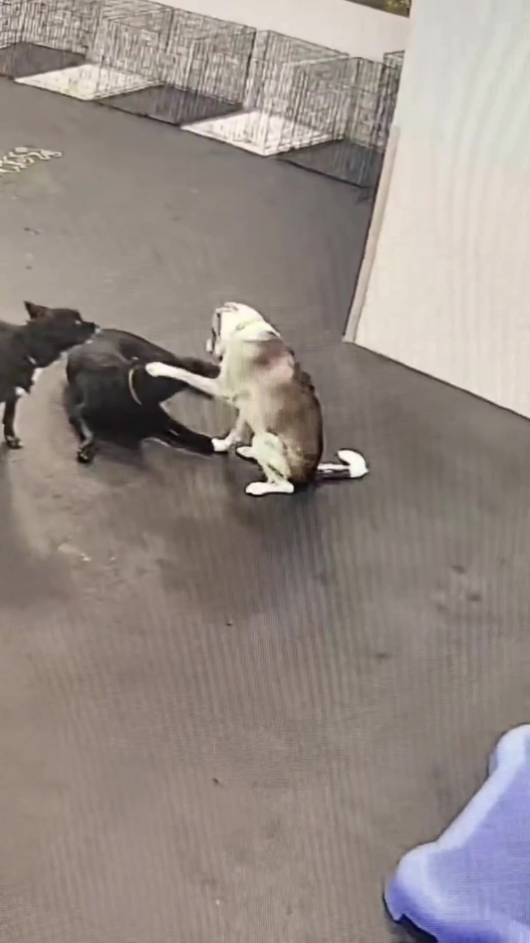 @Dogtopia
