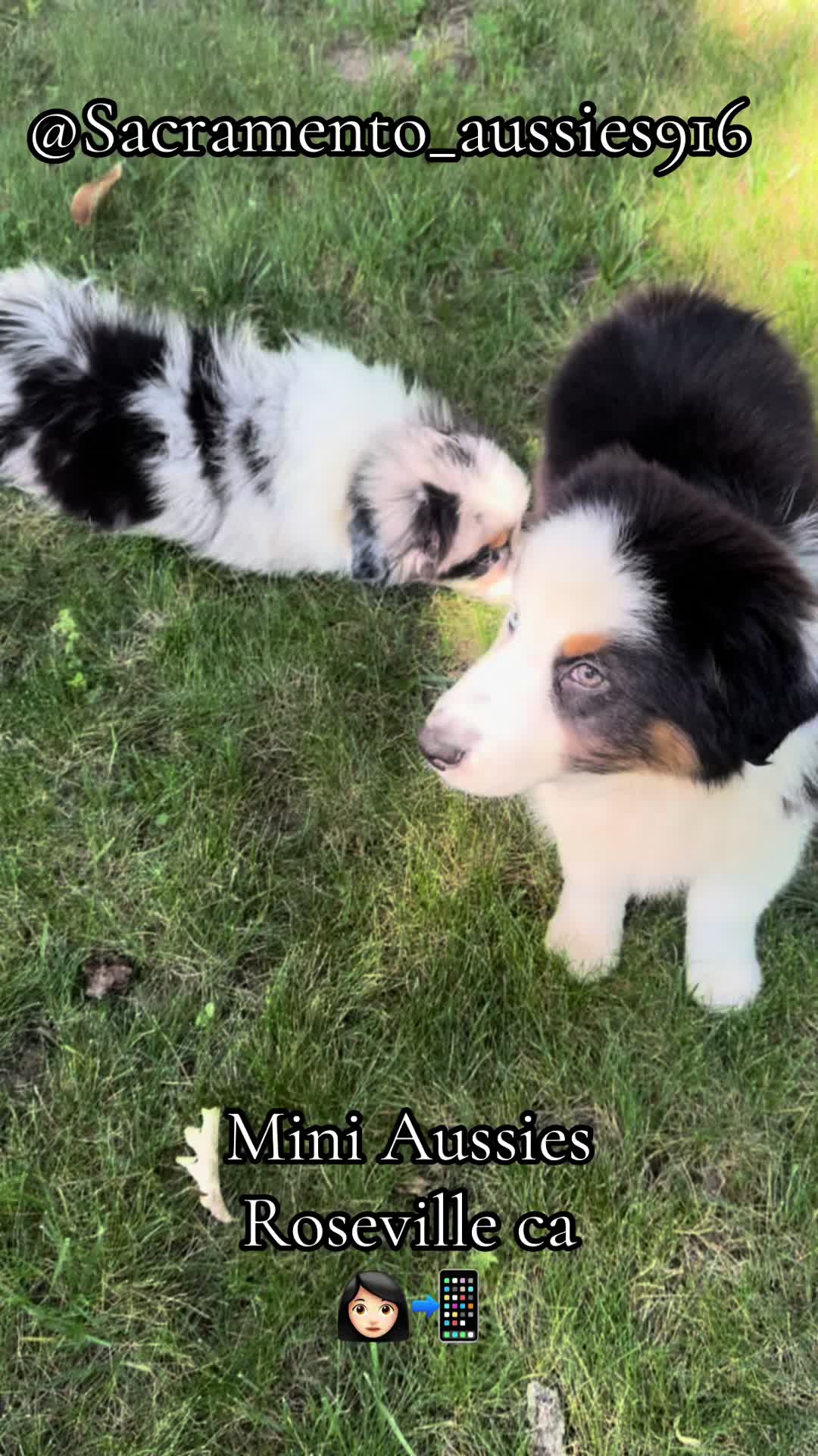 @sacramento__aussies916