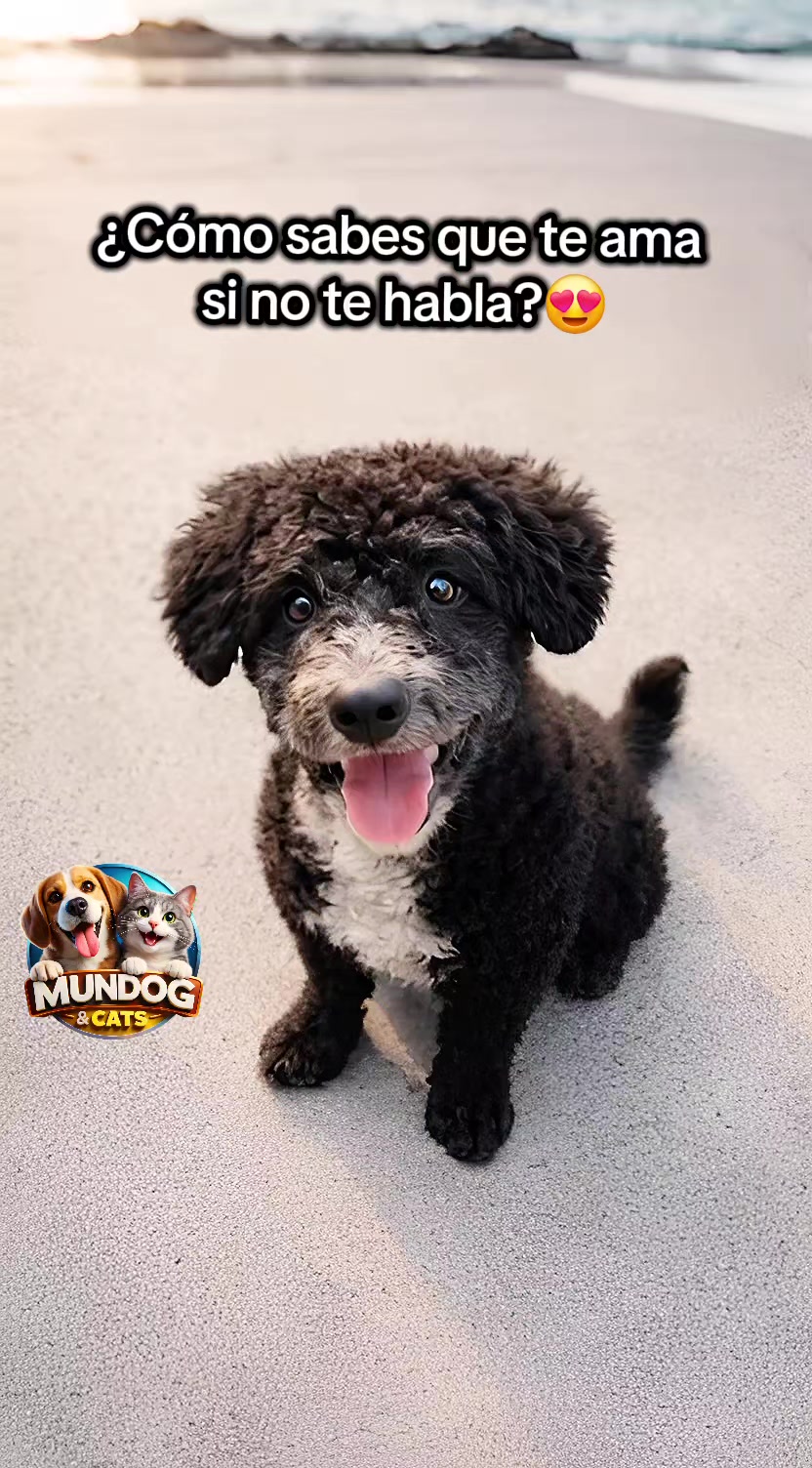 @Mundogycats