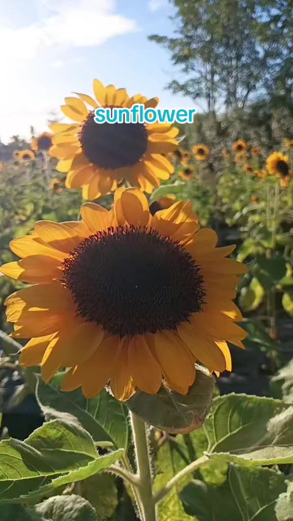 @davedm402