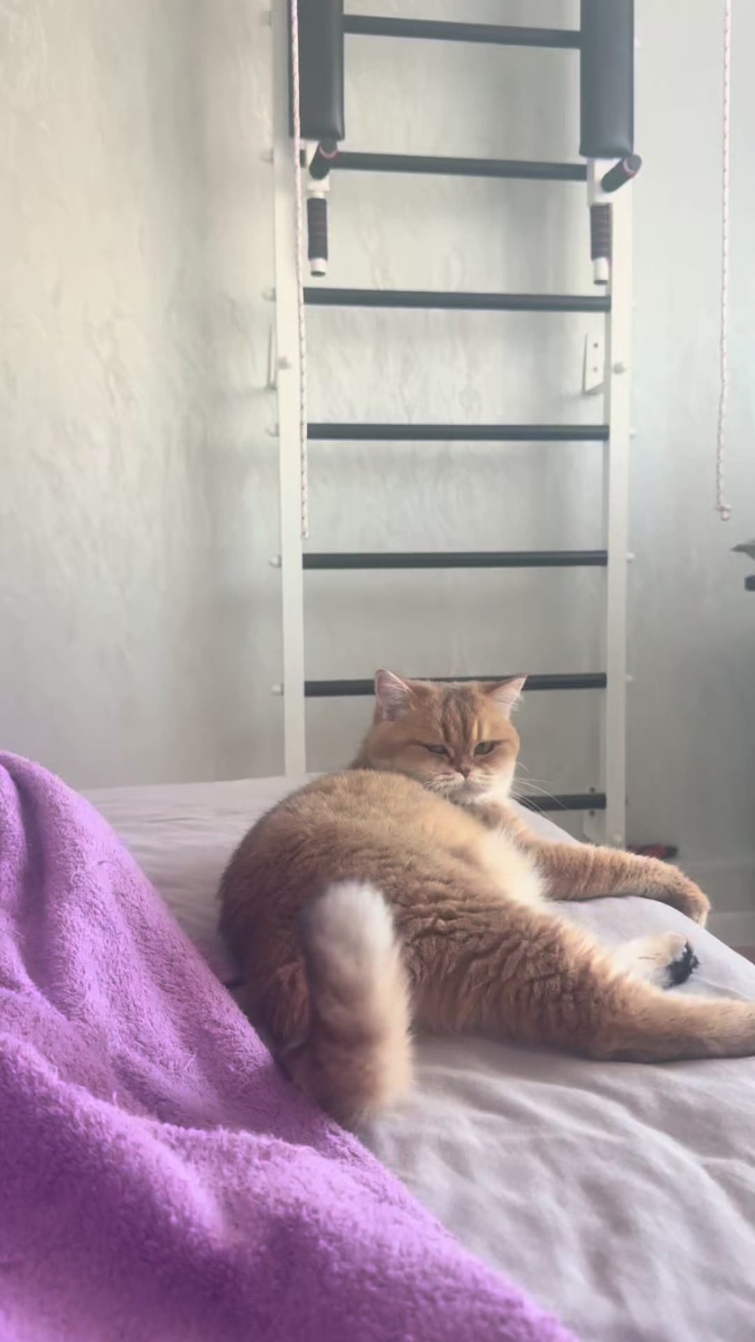 @swetlana_kittycat