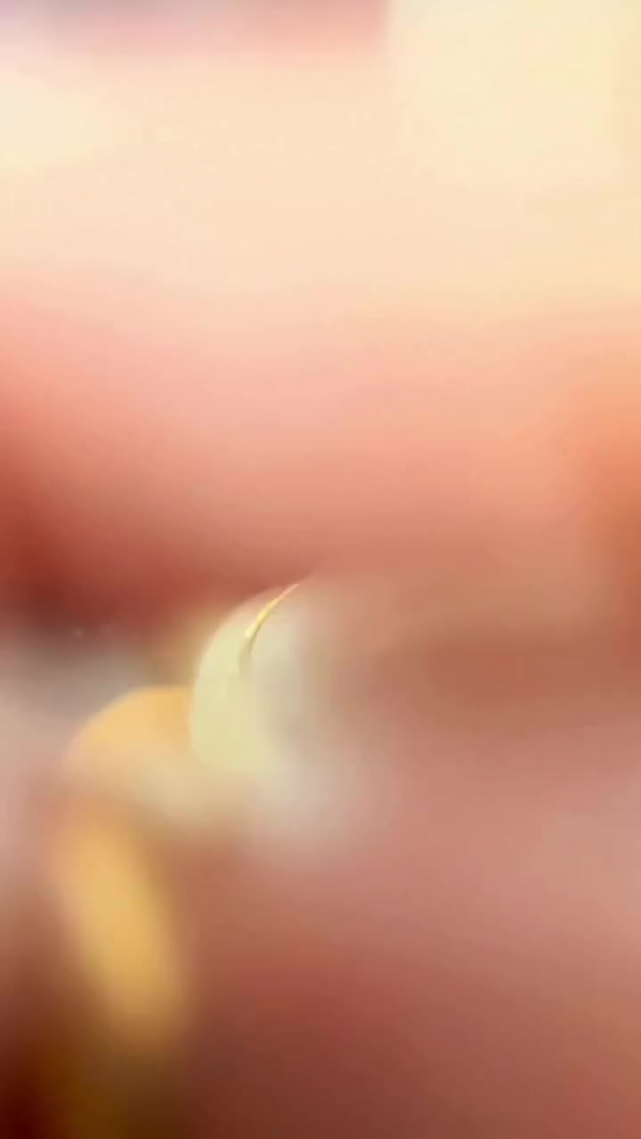 @AkshitaDwivedi