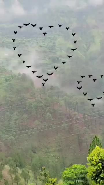 @बलायर जी