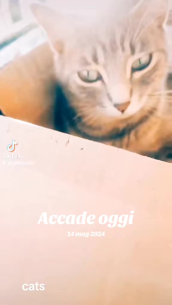 @Narcisi Rossi🐈&zwj;⬛🫧🫧🐾
