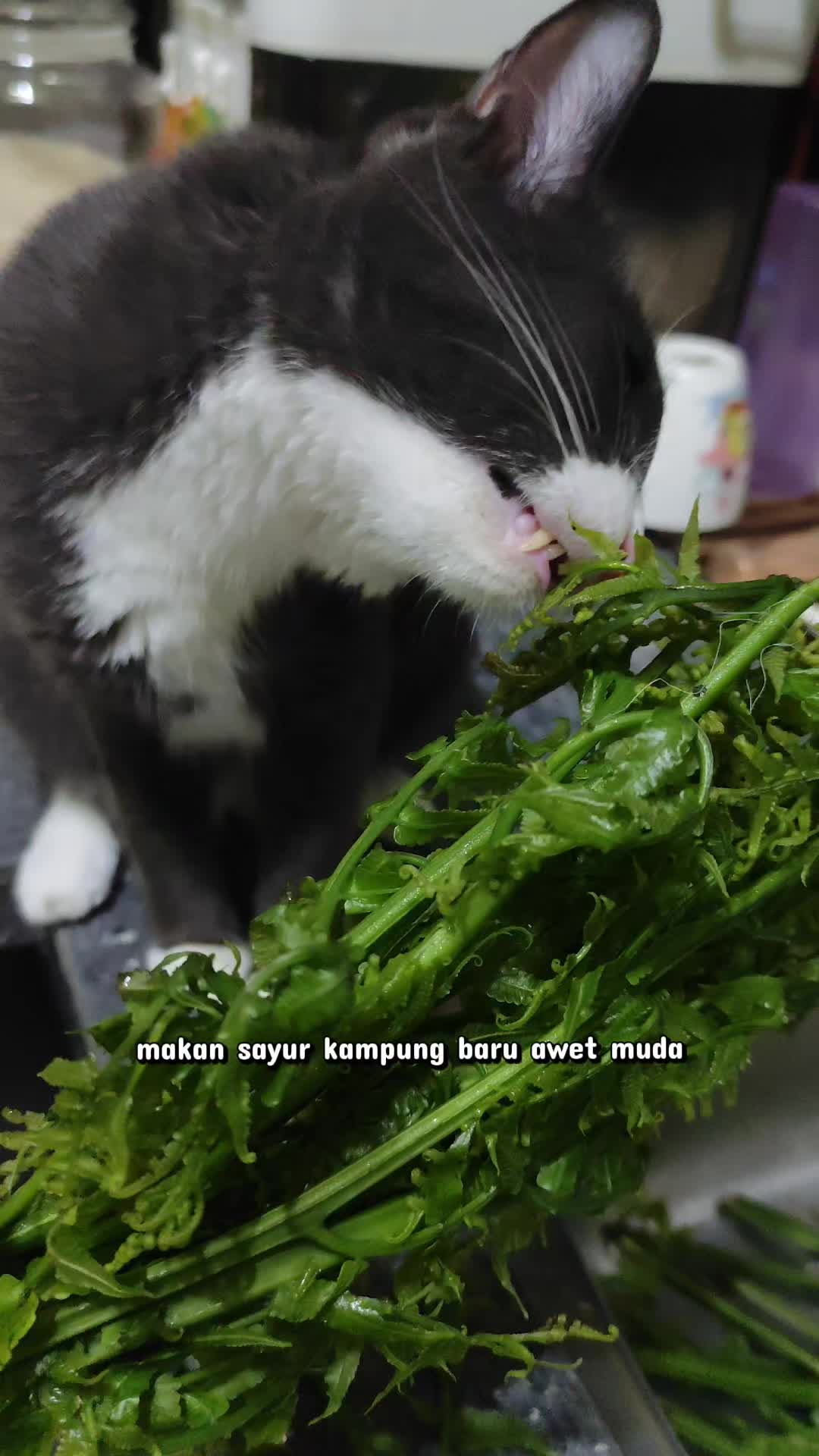 @Omma Kucing 🇲🇾🍉