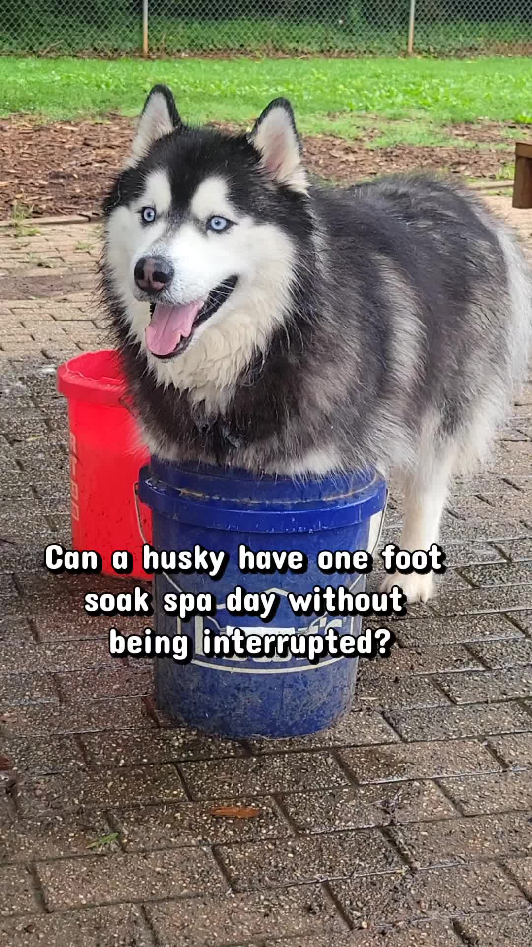@the Hussey Husky