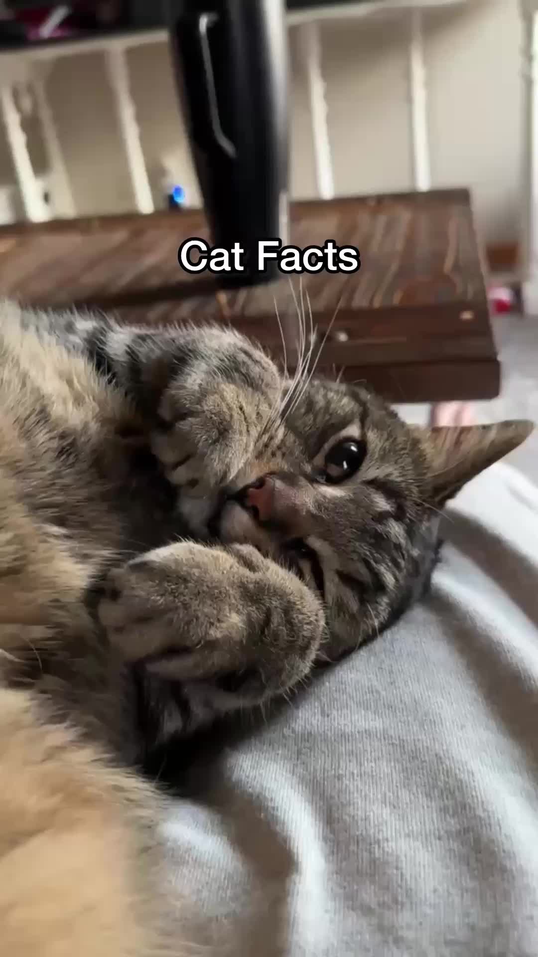 @Chip The Manx
