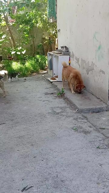 @Fatoşçırpan34