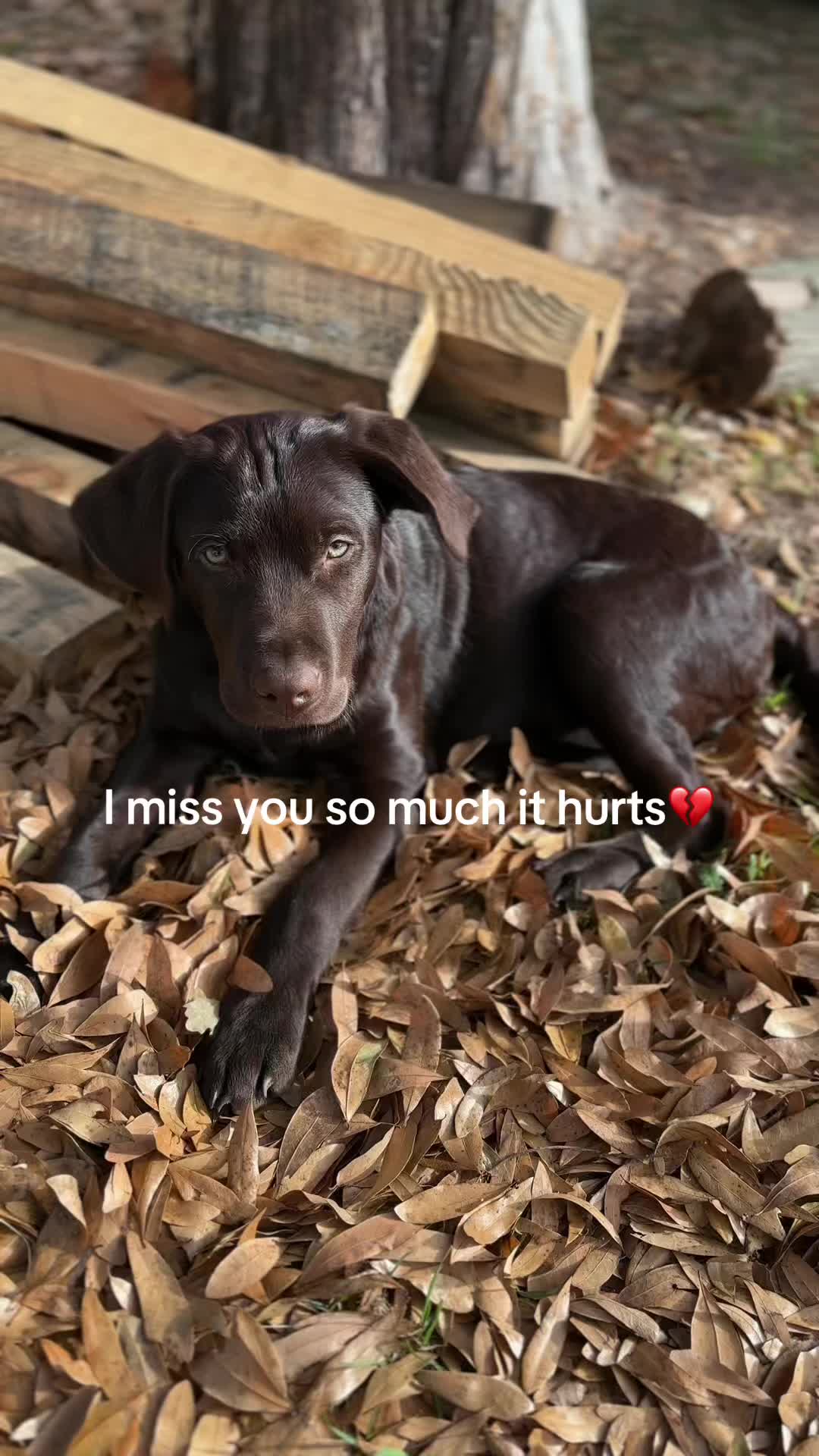 @moose the angel🕊️