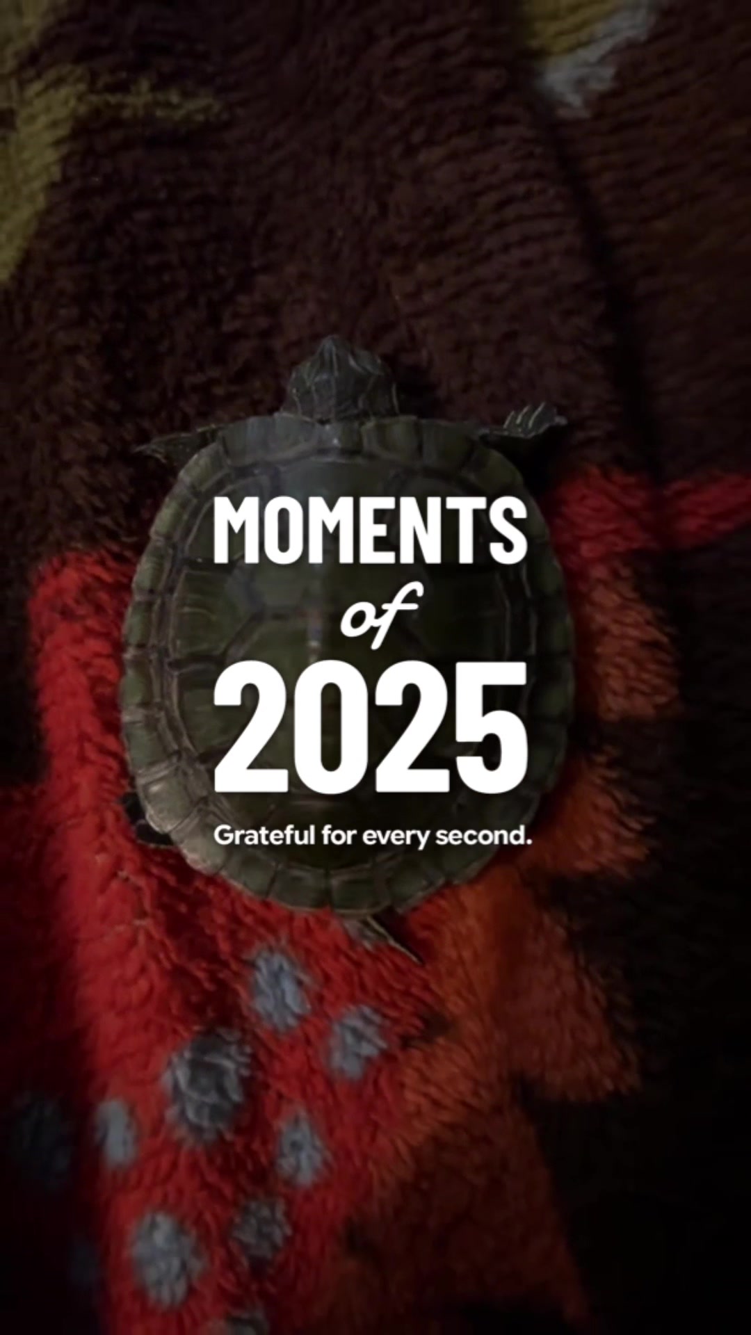 @Larry and Mary turtles