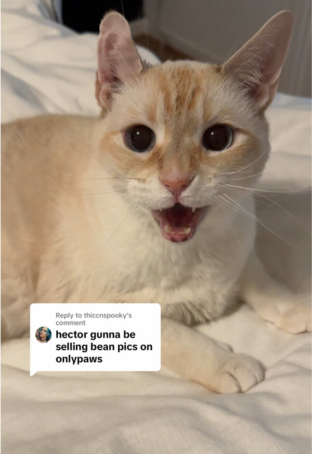 @Angel the Cat Mom