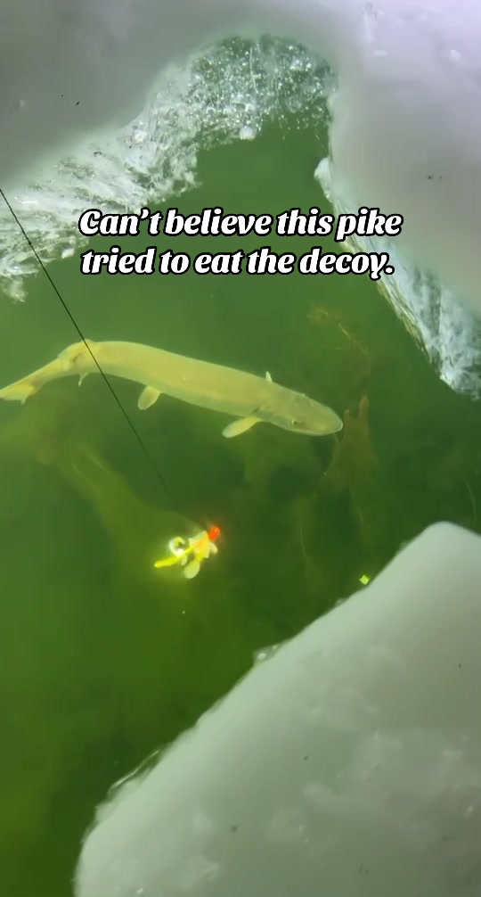@Hammillfishing