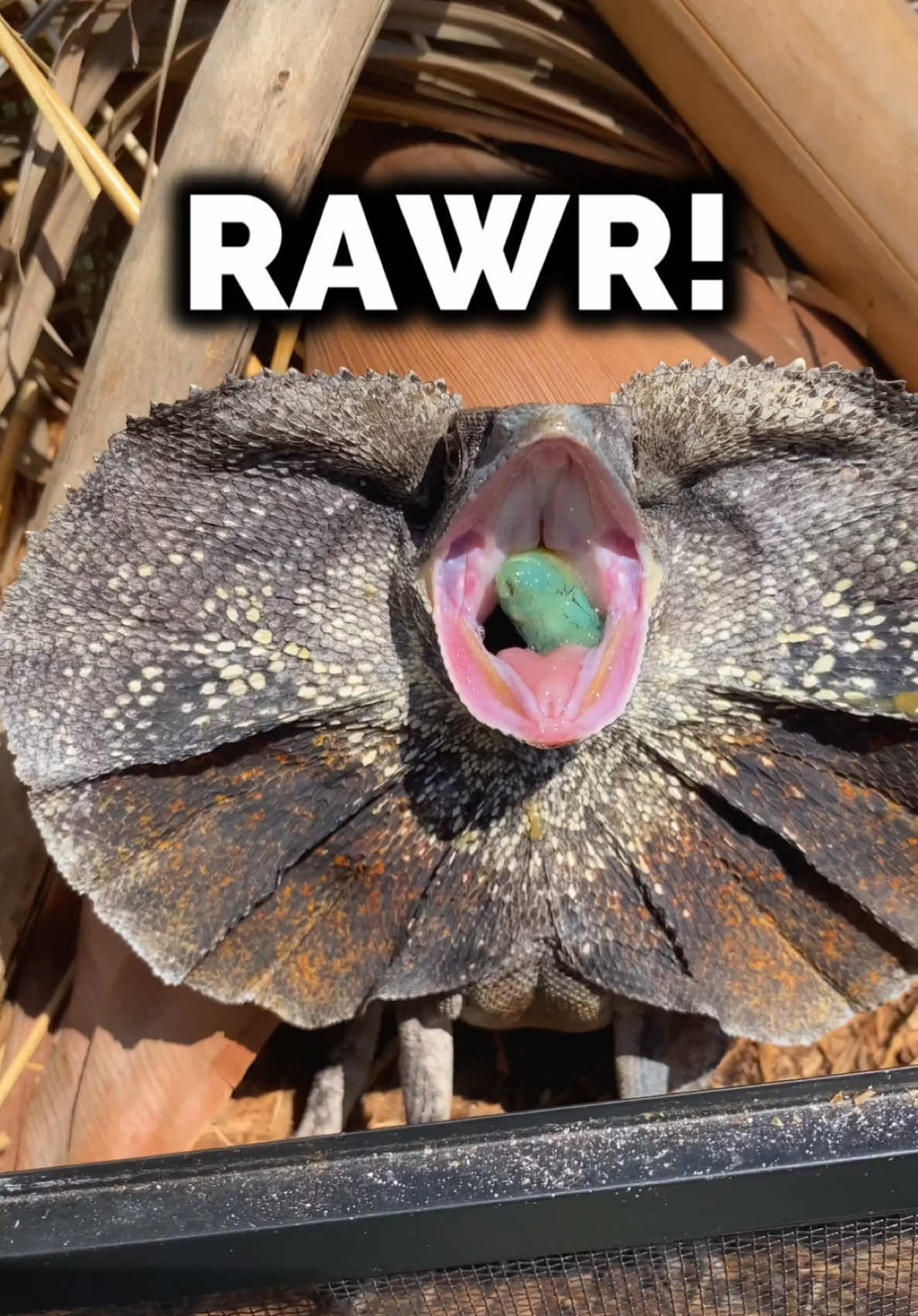 @Tommys_reptiles