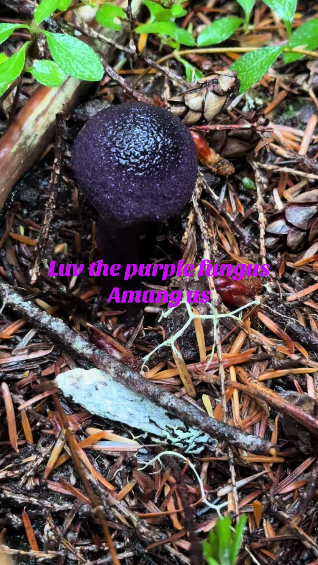 @Fungusamungus