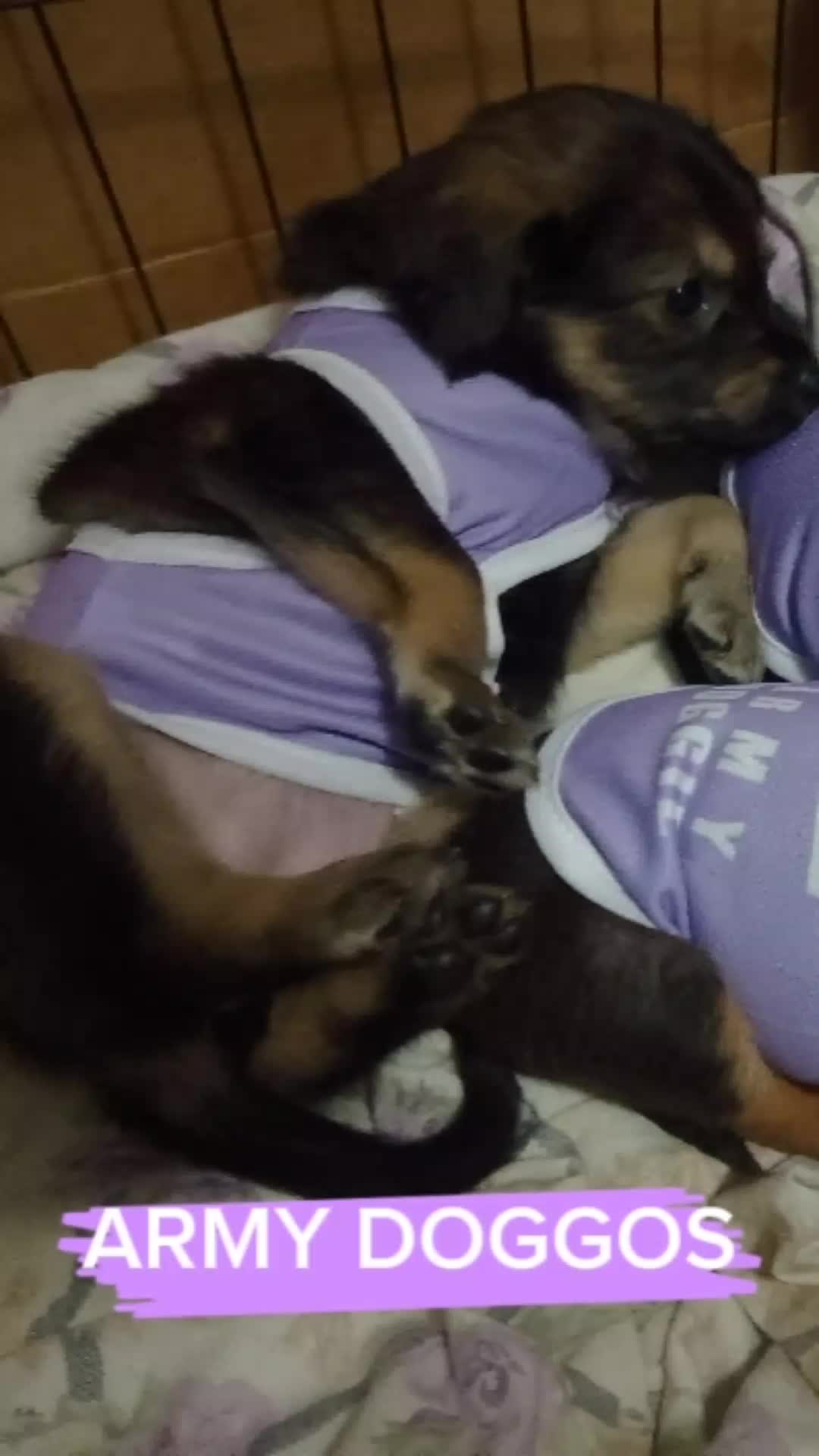 @Pawparazzi_daily