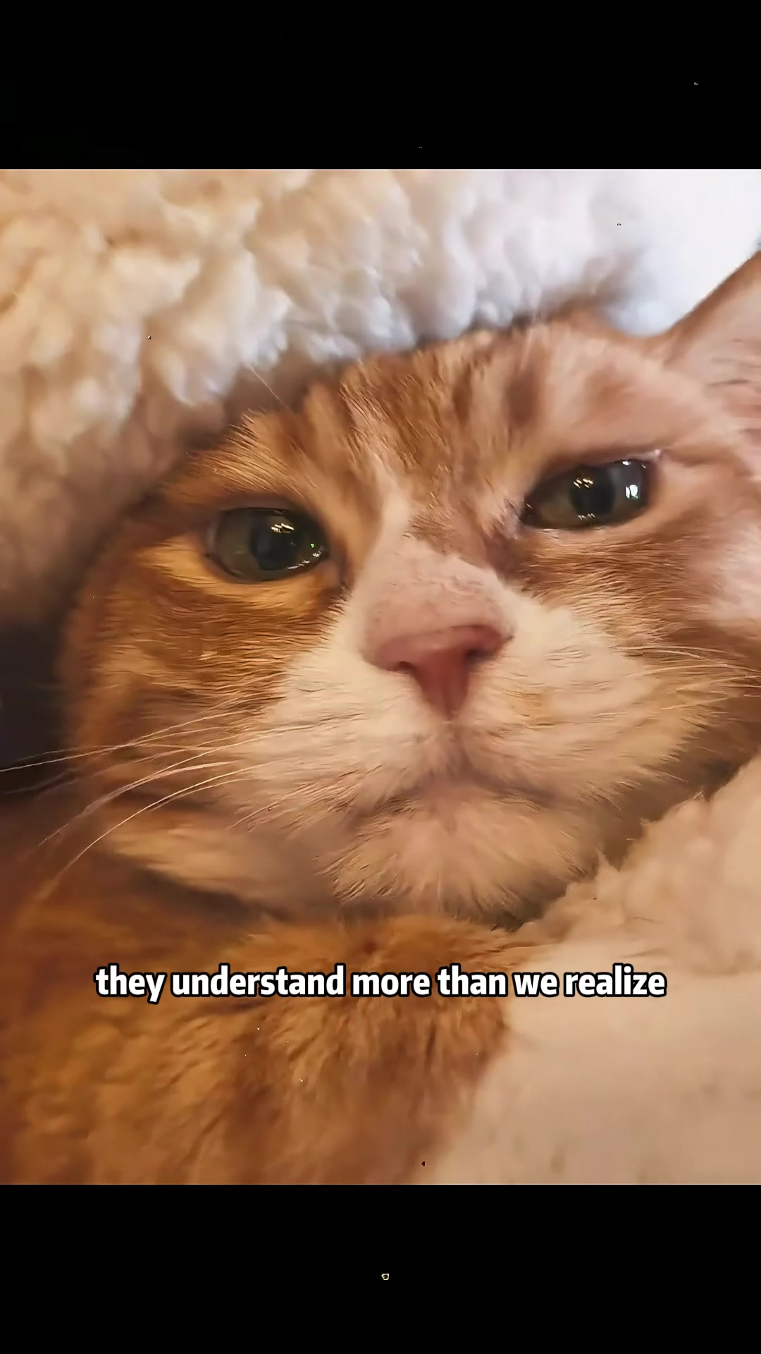 @Stray Cat Talkz