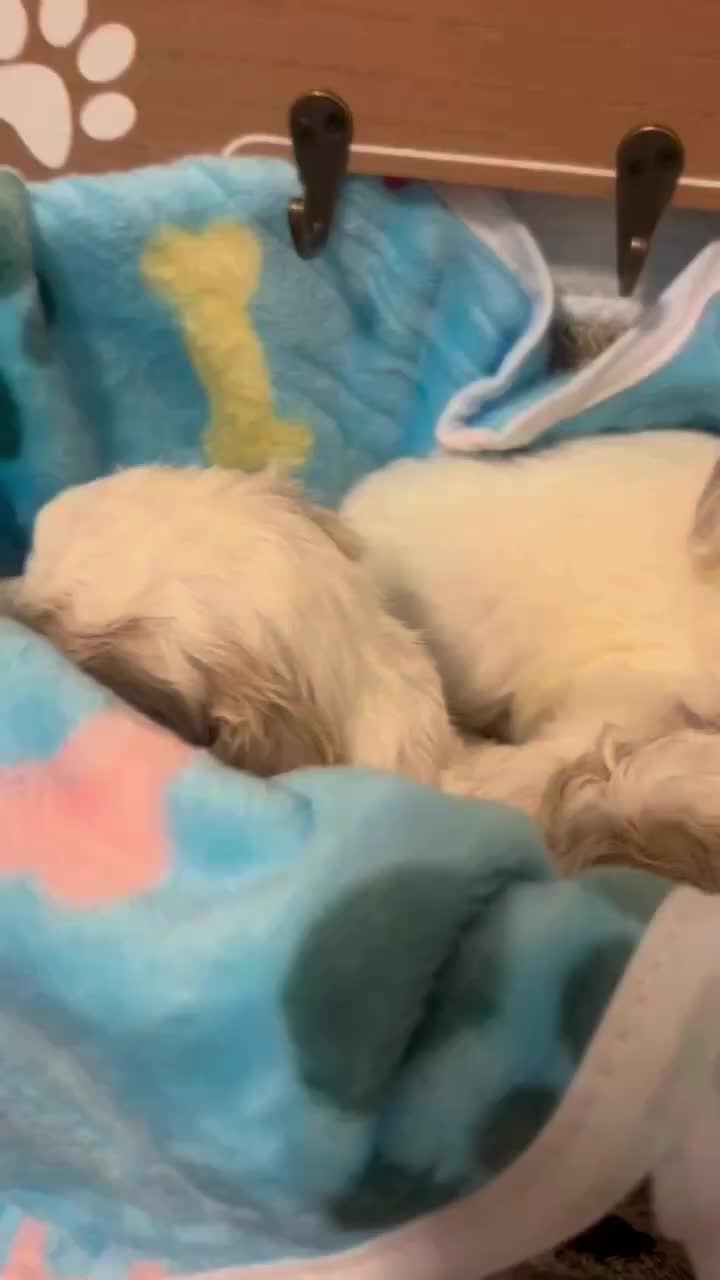 @Shortcake_kennel_2