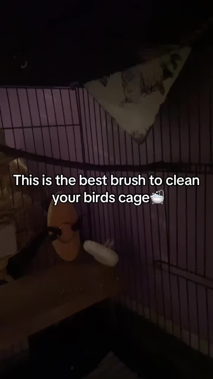 @Kiwi and Gizmo