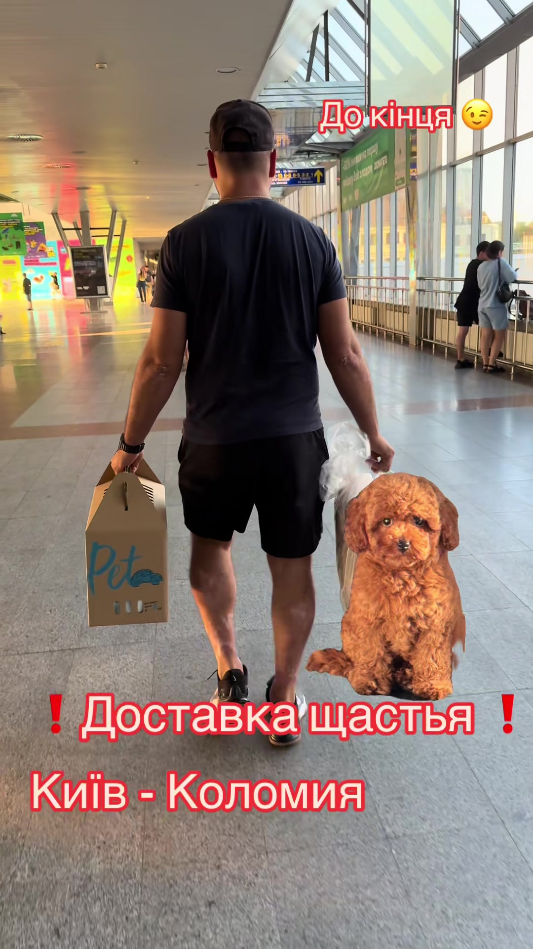 @Puppy’s Maltipoo Kiev