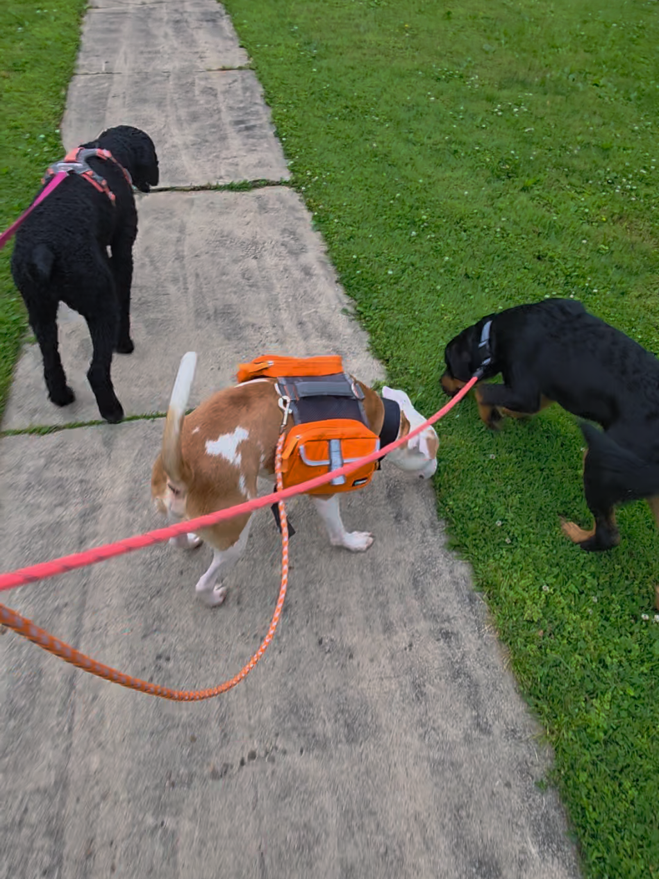 @Canine Wonders Training