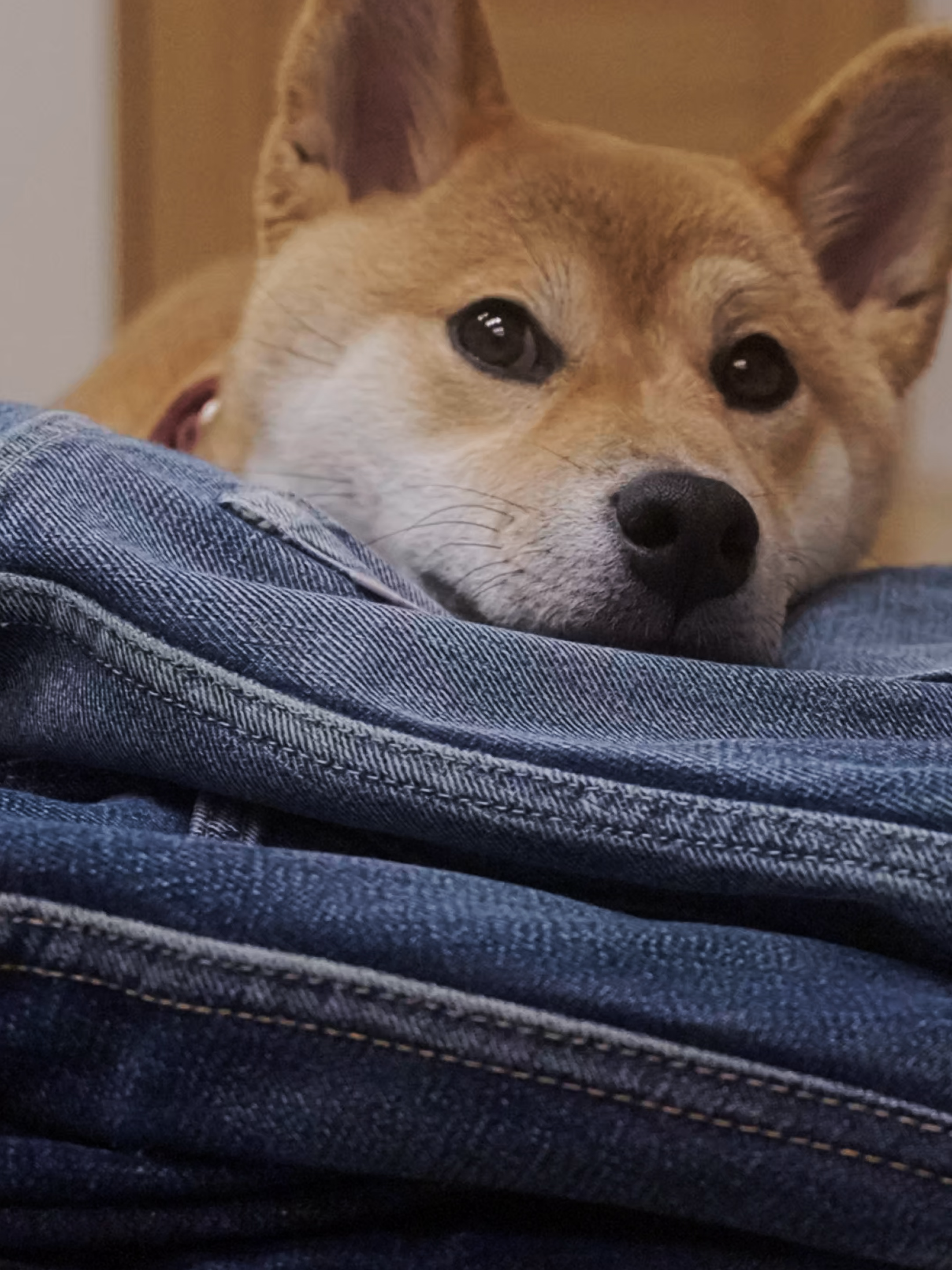 @柴犬座〜The Shiba Inu〜