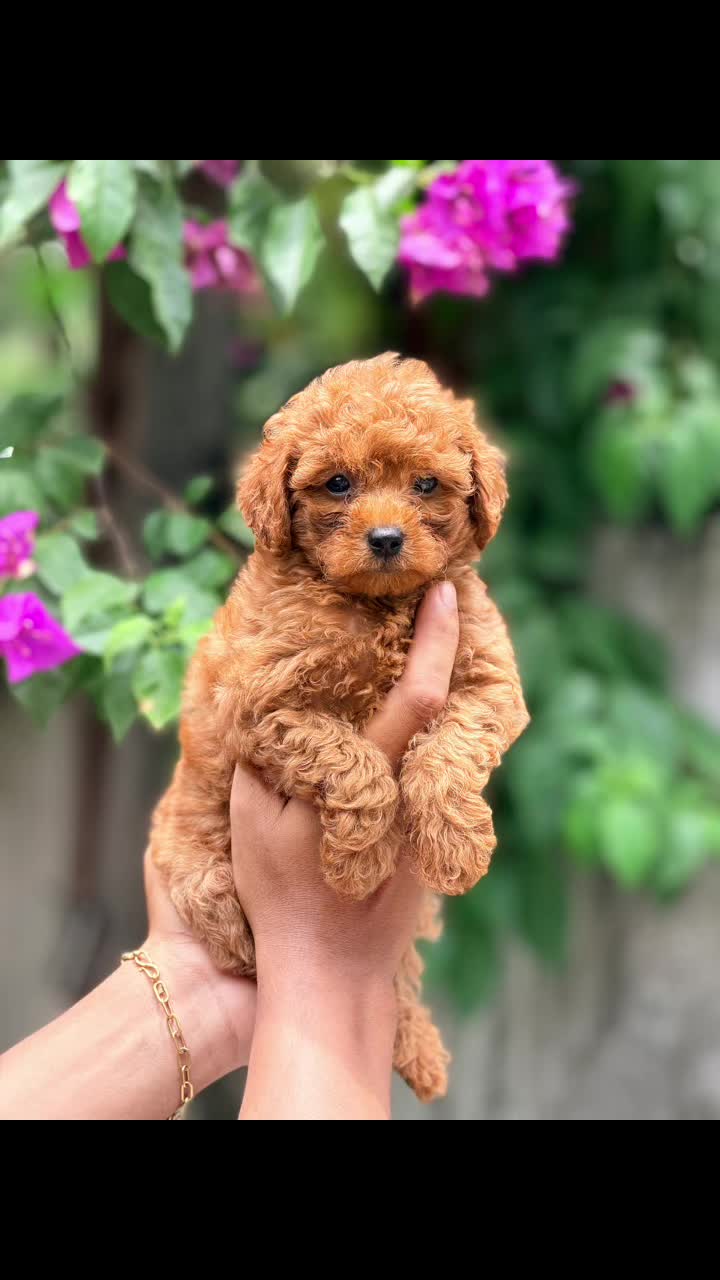 @Sky Pet Shop MDY 2