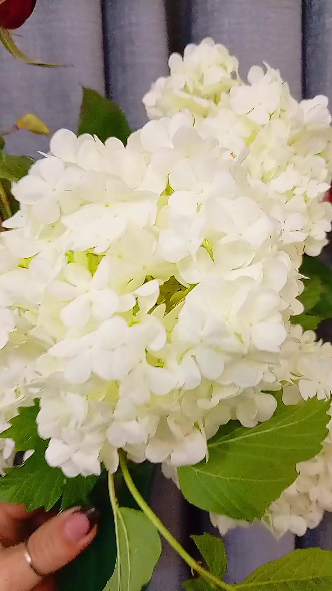 @ibrah1mli_00