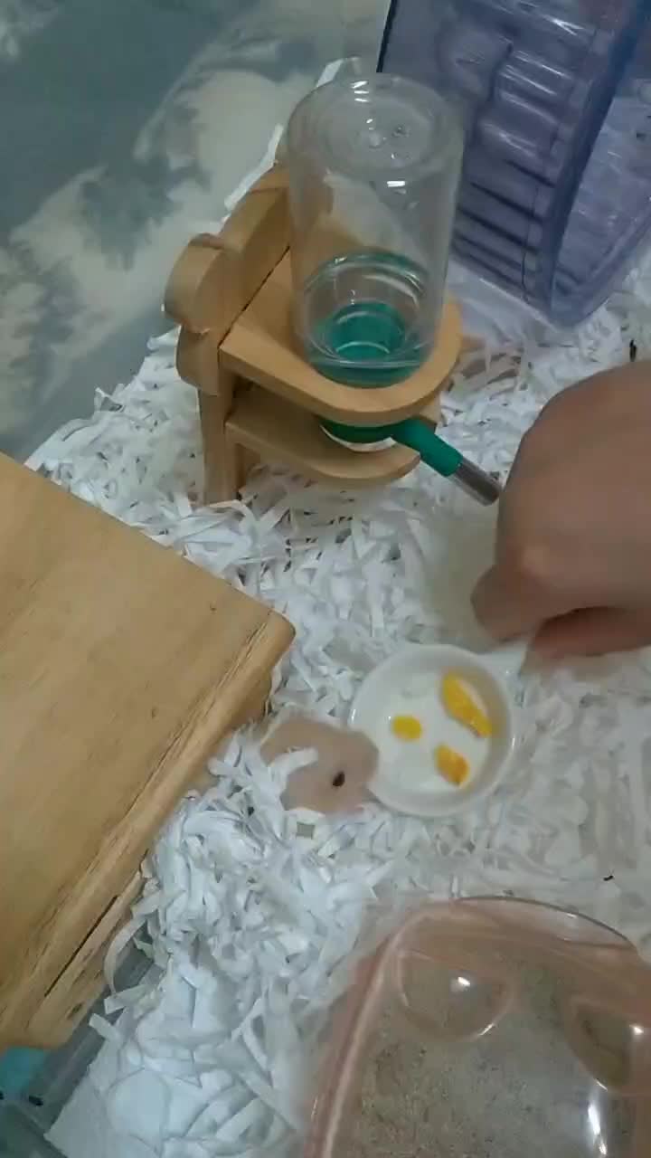 @鼠不盡的精彩