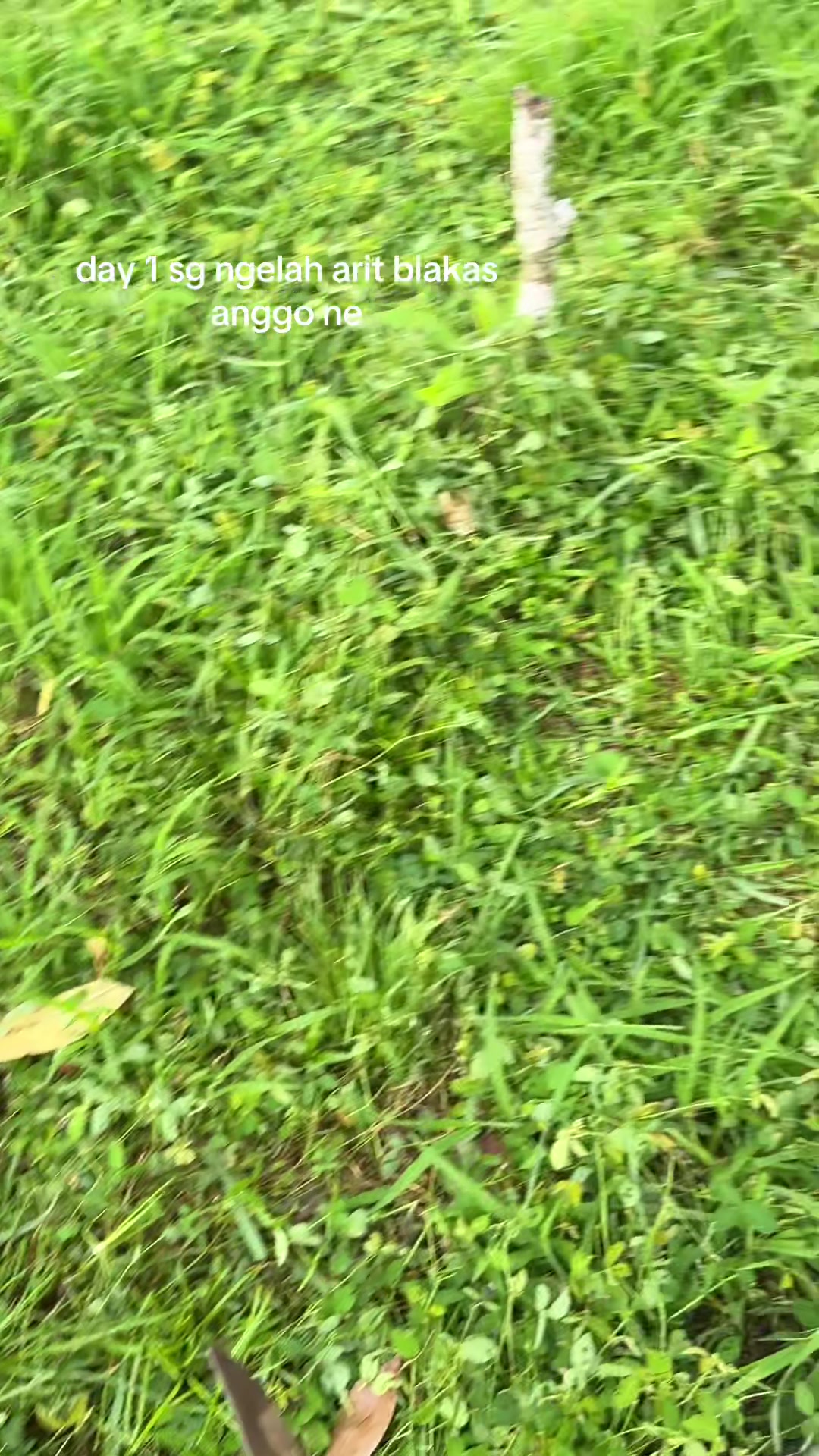 @_yanjosjis17