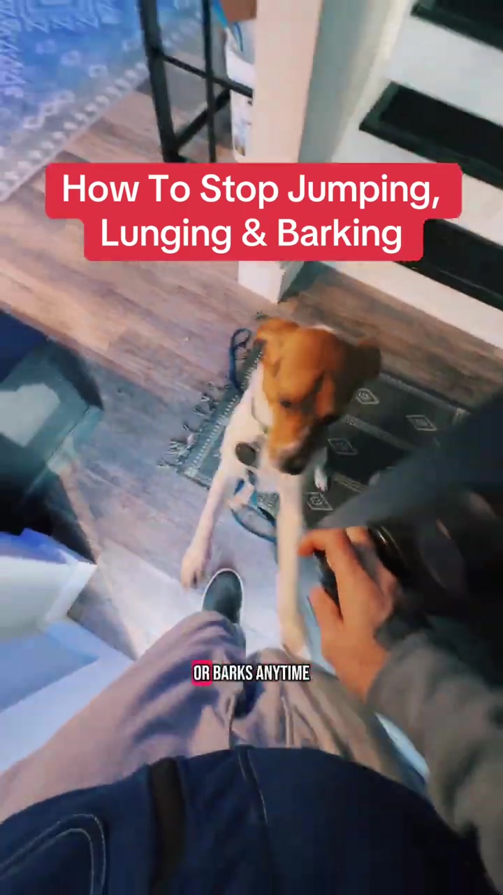 @Best Buddy Dog Trainer LLC