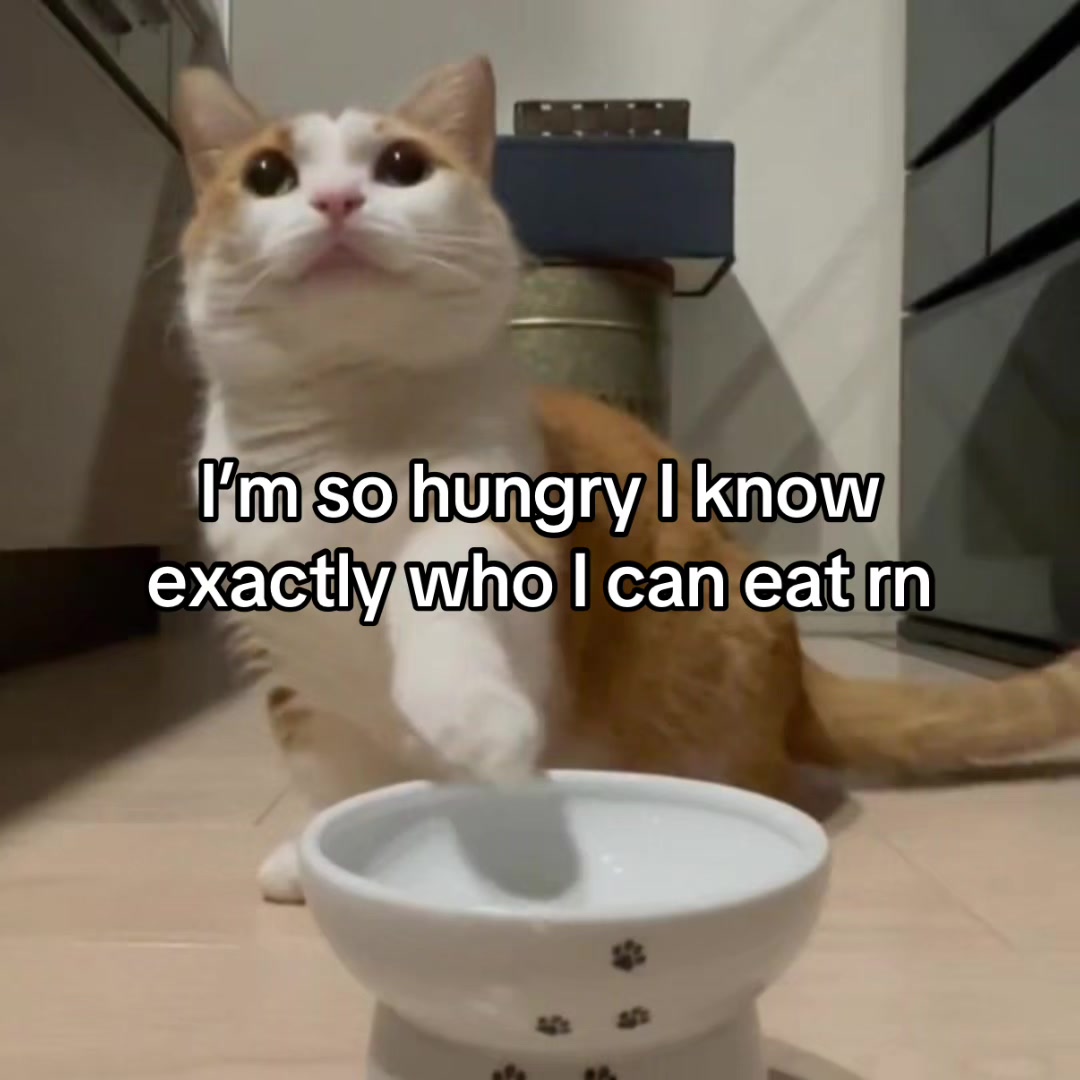 @LavanderCat