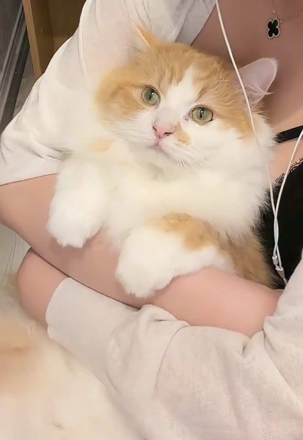 @神楽あや🐱🍺