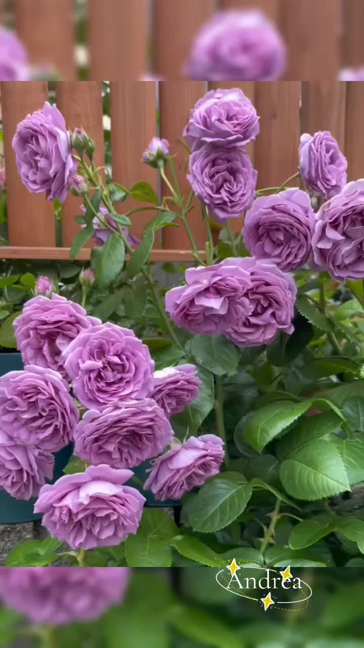 @andreacorsi298