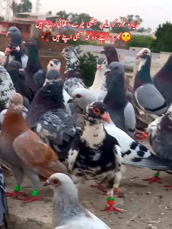 @𝑹𝒂𝒔𝒉𝒊𝒅 𝑻𝒂𝒃𝒂𝒔𝒔𝒖𝒎