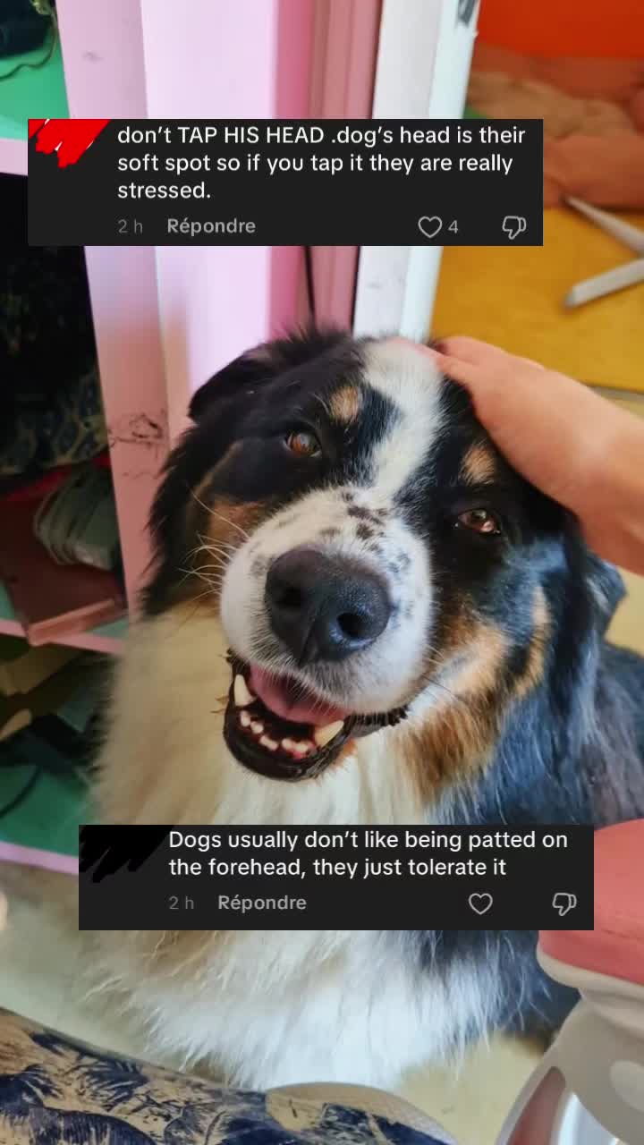 @Lofi the Aussie