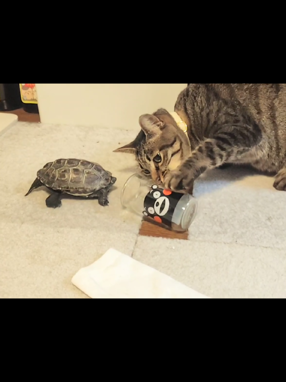 @クサガメ軍曹🐢