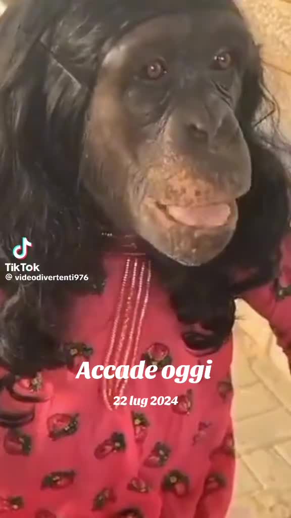 @u ziu da merica "Calabrisi"