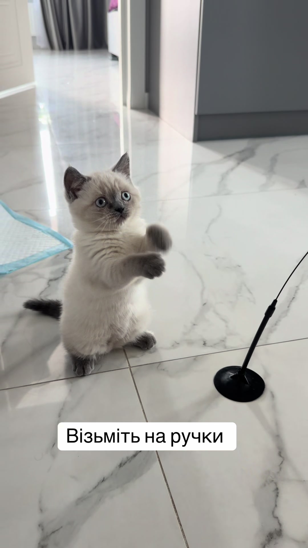 @Трускавецька киця 😻
