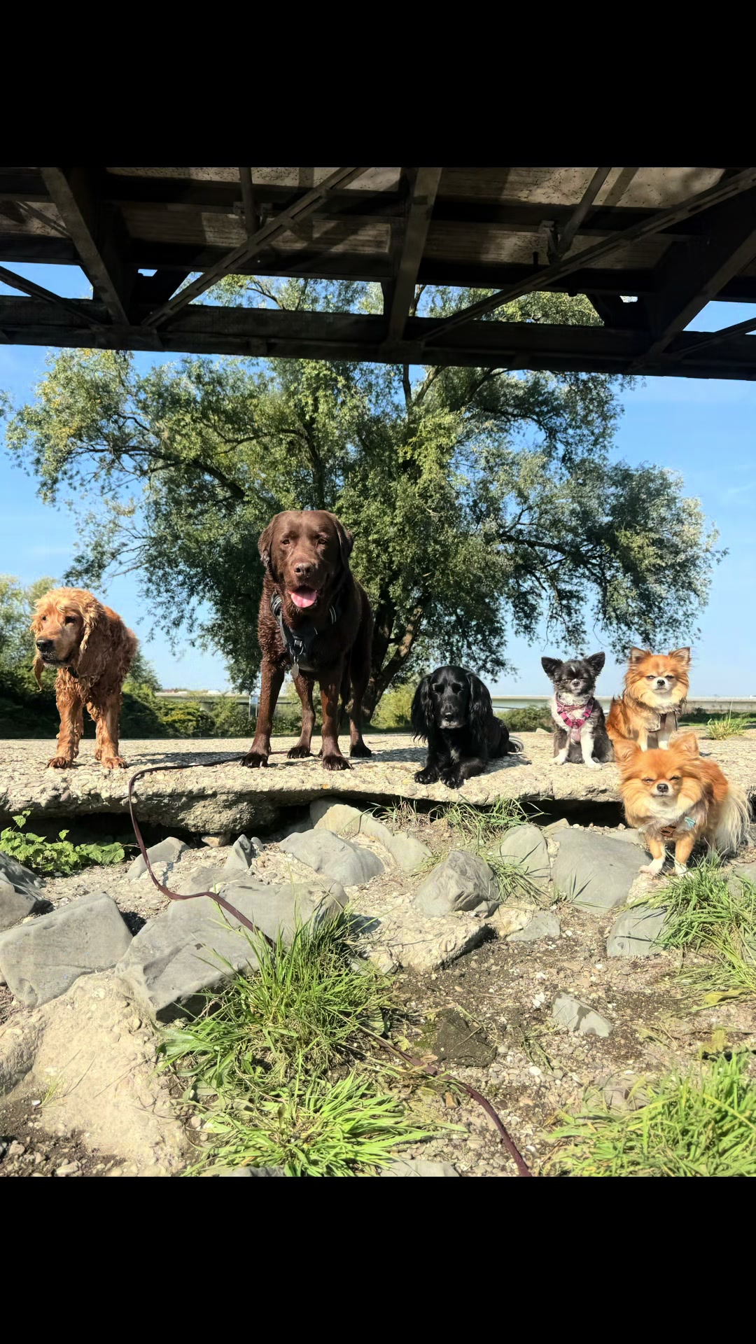 @DogWalk78