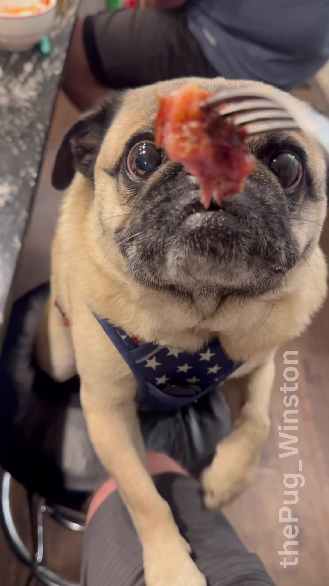 @Winston the Pug