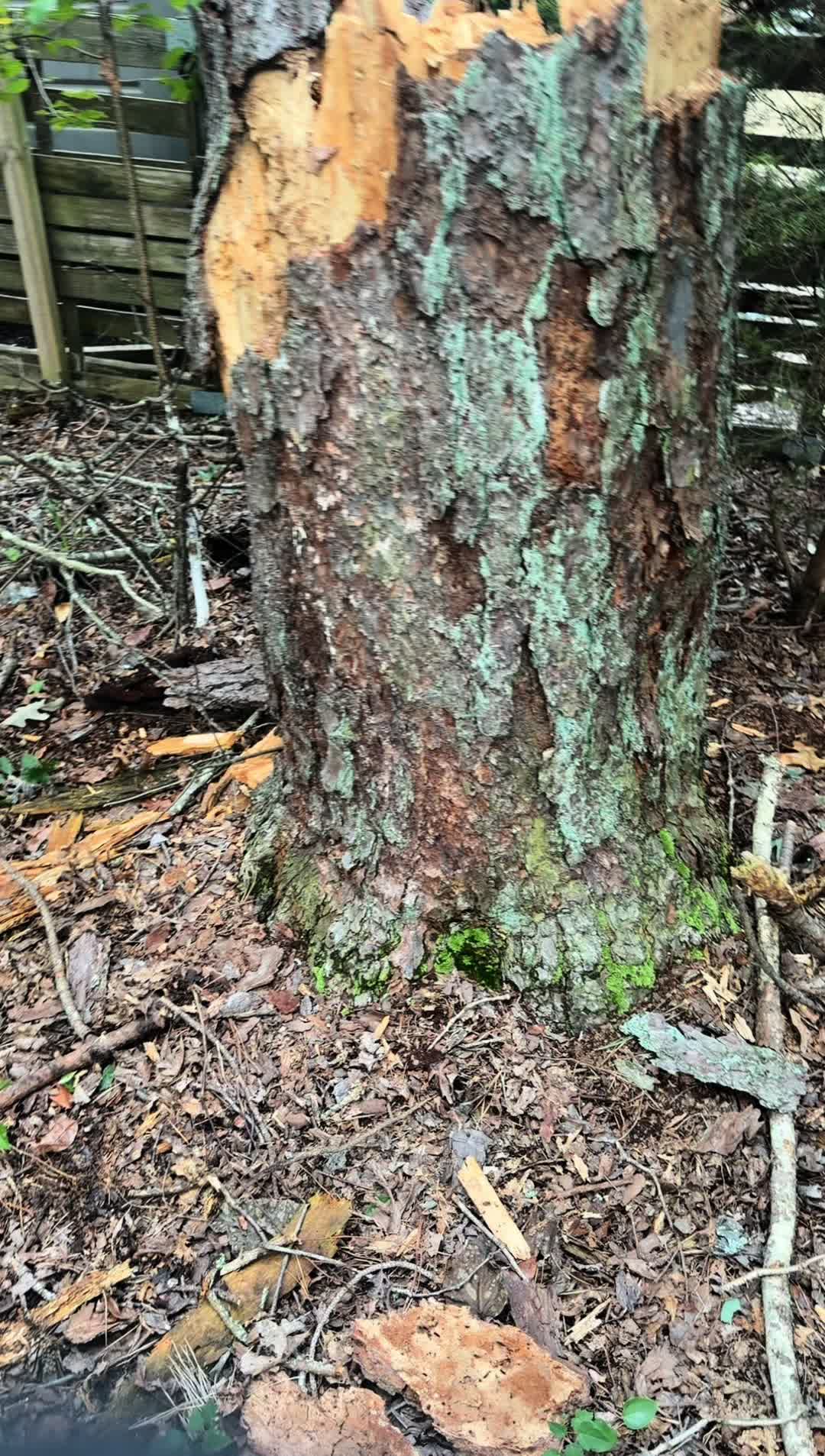 @Buzzsawtrees