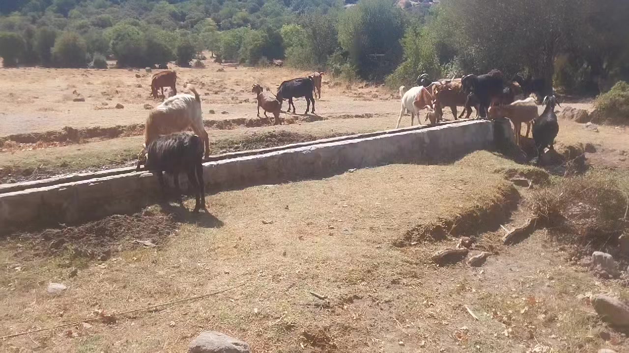 @Semih Karra