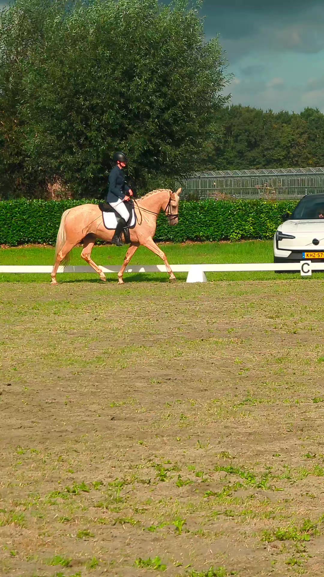 @Elegantia Horses