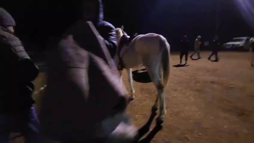 @uitzicht_arabian_stud