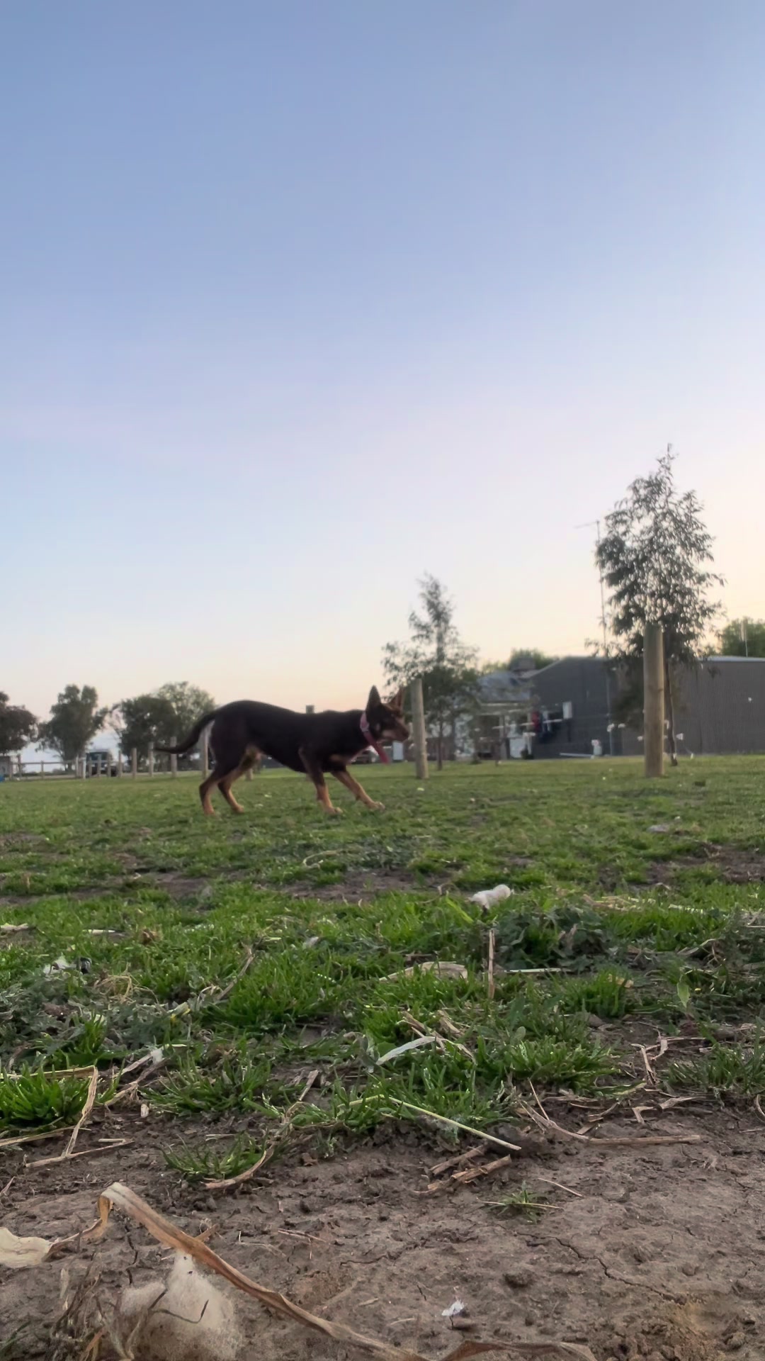 @SouthernDreamin Kelpie stud