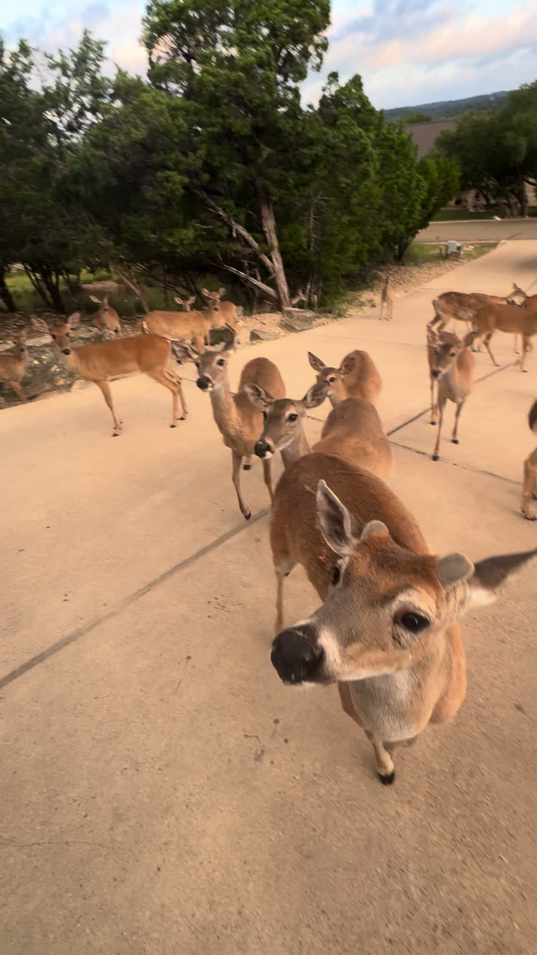 @Deer Whisperer Lynn Smith