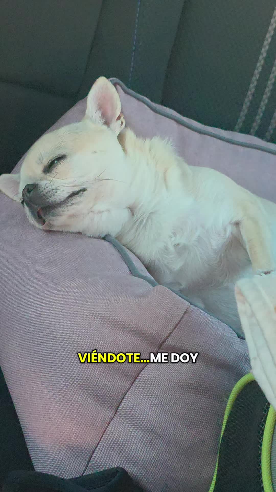 @Camila, a Chihuahua