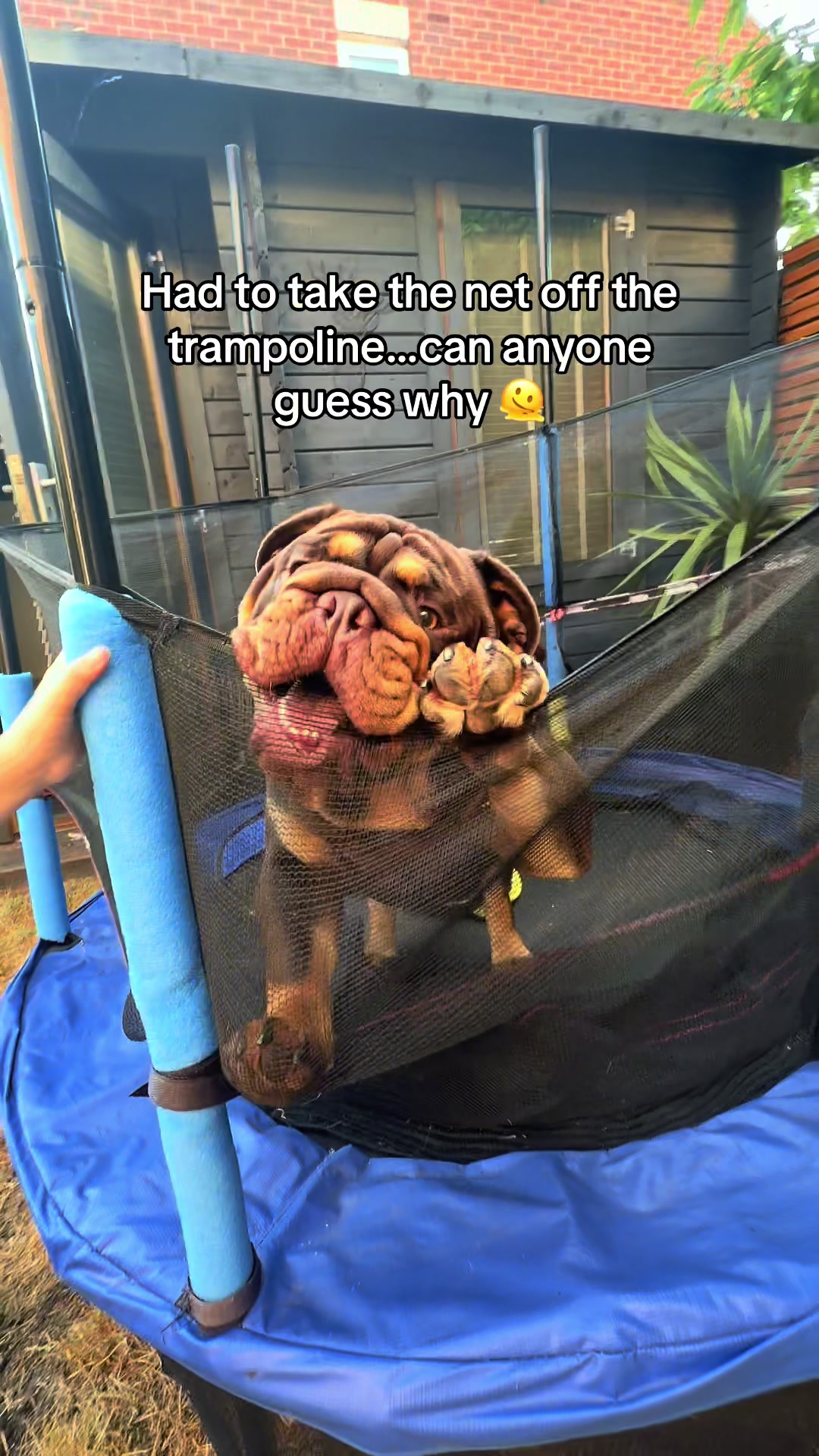 @Vinnie Bulldog